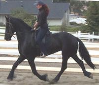 View Friesian horse purchasing details for Wybe