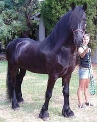View Friesian horse purchasing details for Wytse