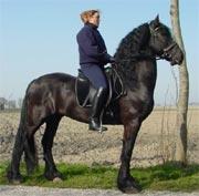 View Friesian horse purchasing details for Xanadu - STER