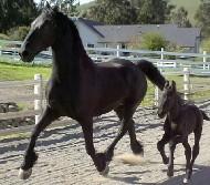 View Friesian horse purchasing details for Xena