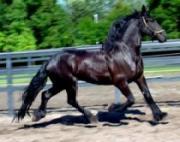 View Friesian horse purchasing details for Xeros