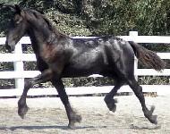 View Friesian horse purchasing details for Yasmin