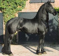 View Friesian horse purchasing details for Yke