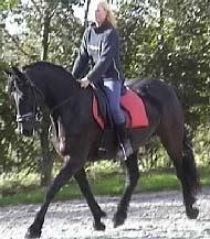 View Friesian horse purchasing details for Ytske