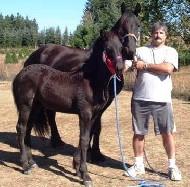 View Friesian horse purchasing details for Zenobia