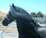 View Friesian horse purchasing details for Zeus