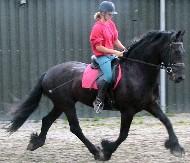 View Friesian horse purchasing details for Zoran