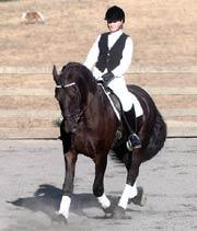 View Friesian horse purchasing details for Zorro-ster