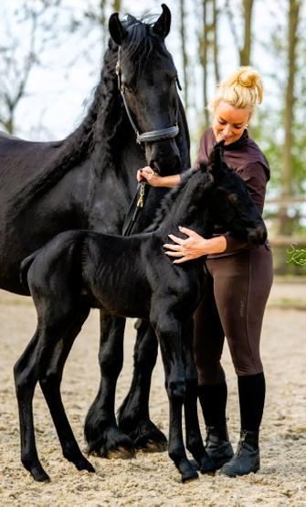 Horse Photo