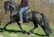 View Friesian horse purchasing details for Damian