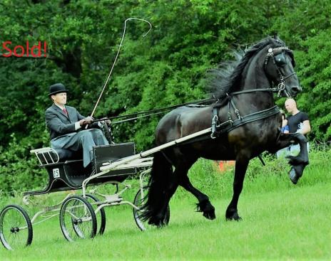 View Friesian horse purchasing details for DANTE