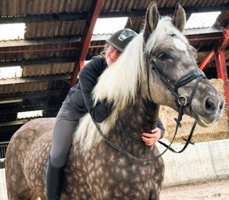 View Friesian horse purchasing details for GRAYSON