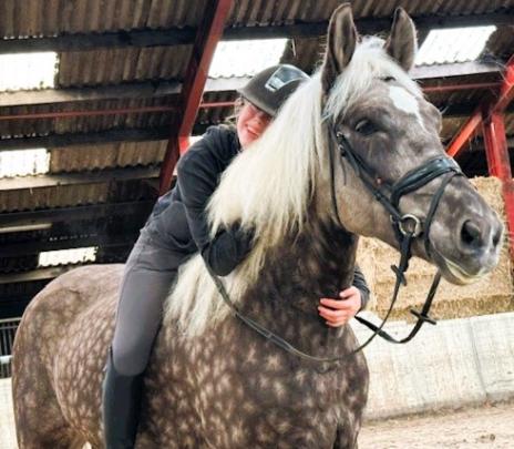View Friesian horse purchasing details for GRAYSON