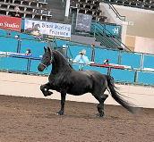 View Friesian horse purchasing details for Della