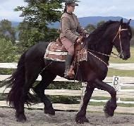 View Friesian horse purchasing details for DILLAN