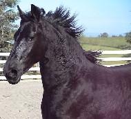 View Friesian horse purchasing details for Diva S.