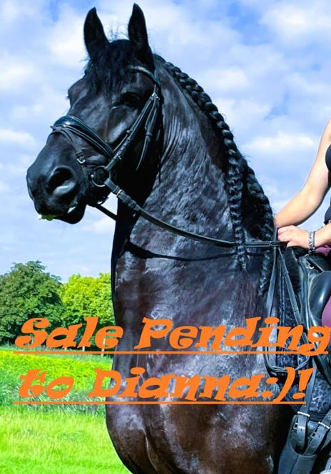 View Friesian horse purchasing details for DJURRE