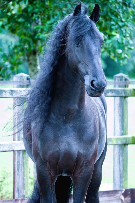 View Friesian horse purchasing details for DRAKE STER
