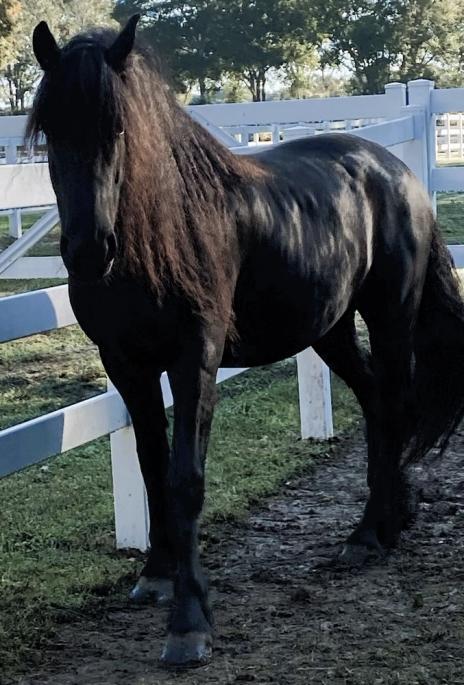 View Friesian horse purchasing details for DRAKE STER