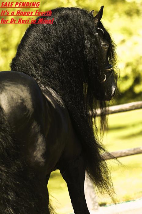 View Friesian horse purchasing details for RAVEN BSF