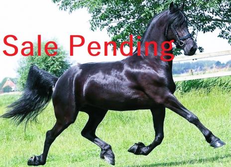 View Friesian horse purchasing details for Leafde STER