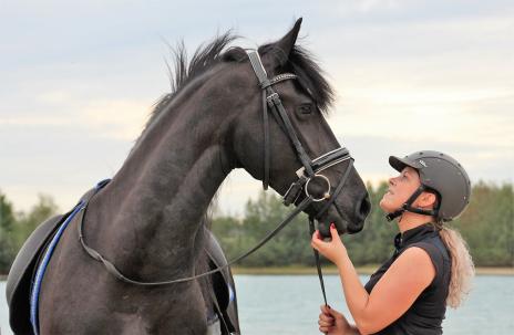 View Friesian horse purchasing details for Dryske