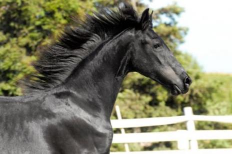 View Friesian horse purchasing details for Duncan