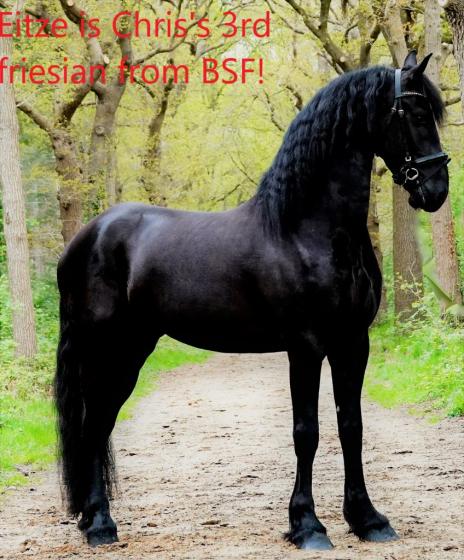 View Friesian horse purchasing details for Eitze
