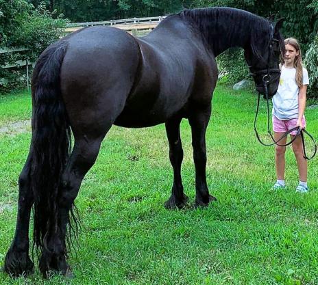 View Friesian horse purchasing details for ENZO