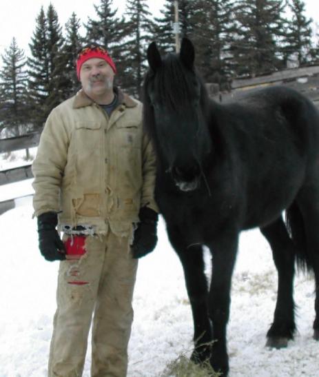 View Friesian horse purchasing details for Tulip