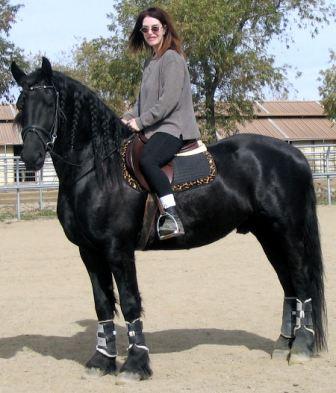 View Friesian horse purchasing details for ERIK