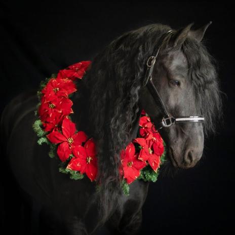View Friesian horse purchasing details for Eros BSF