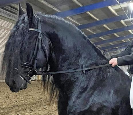 View Friesian horse purchasing details for EVERT BSF