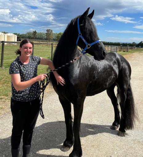 View Friesian horse purchasing details for EMERALD STER