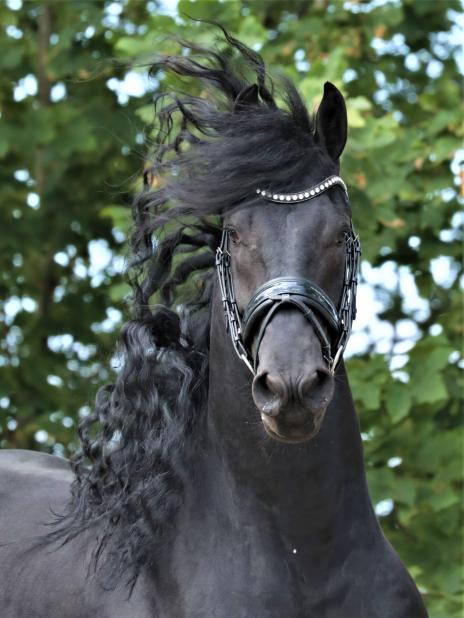 View Friesian horse purchasing details for SANTINO STER