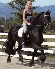 View Friesian horse purchasing details for Felicity