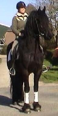 View Friesian horse purchasing details for Fetsus