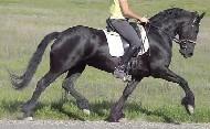 View Friesian horse purchasing details for Fieke