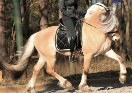 View Friesian horse purchasing details for GRANAT