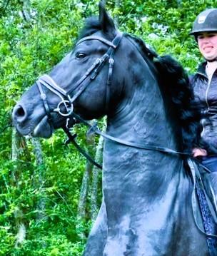 View Friesian horse purchasing details for FLIP