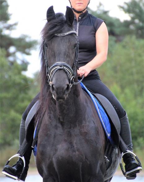 View Friesian horse purchasing details for FRANCESCA