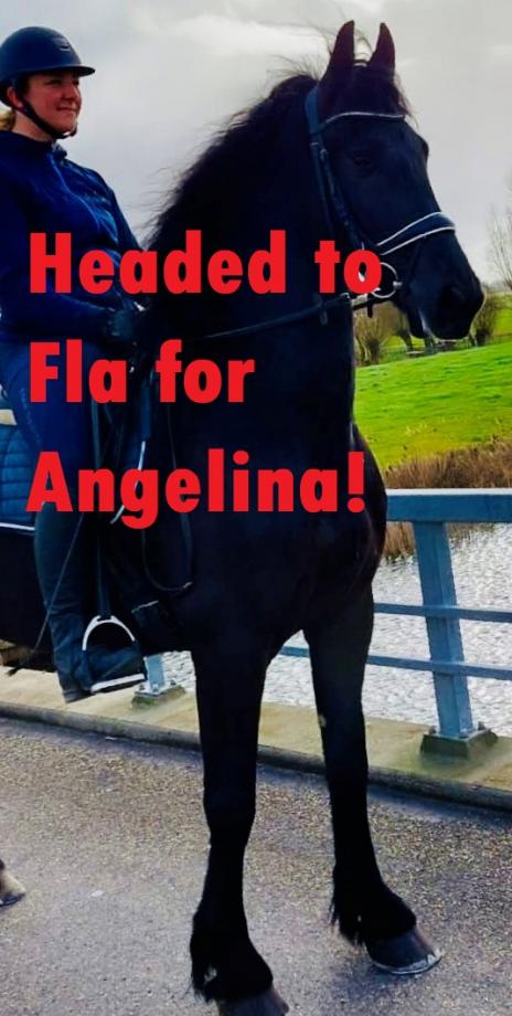 View Friesian horse purchasing details for FLORENTINO