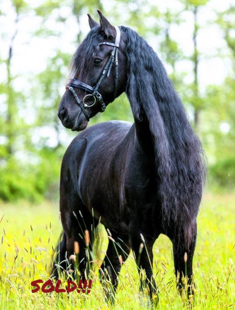 View Friesian horse purchasing details for Foppe BSF