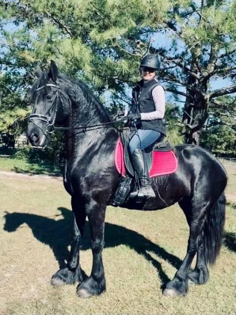 View Friesian horse purchasing details for Franka KROON & SPORT