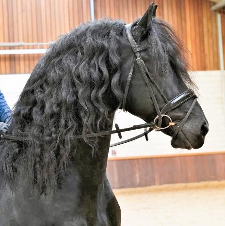 View Friesian horse purchasing details for BRYSON