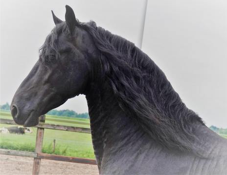 View Friesian horse purchasing details for AIDEN STER AAA