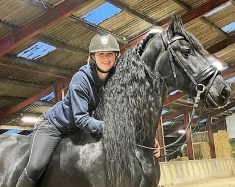 View Friesian horse purchasing details for NASH STER