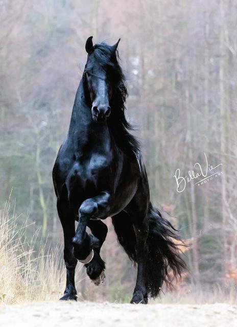 Horse Photo
