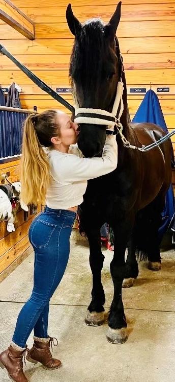 View Friesian horse purchasing details for ANGELINO