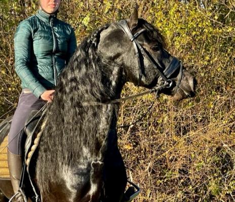 View Friesian horse purchasing details for Floris van 't Hegtveld S
